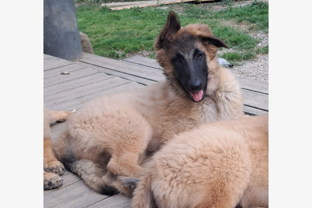 Chiots Tervuerens Bergers Belges disponibles - 160884_02ff5264e629b190cc0b57dc5116dde6.jpg