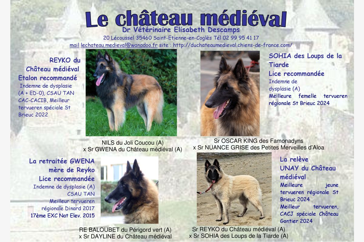 Chiots Tervuerens Bergers Belges disponibles - 160884_8a250e4106a049a25088c607ce5a6288.jpg