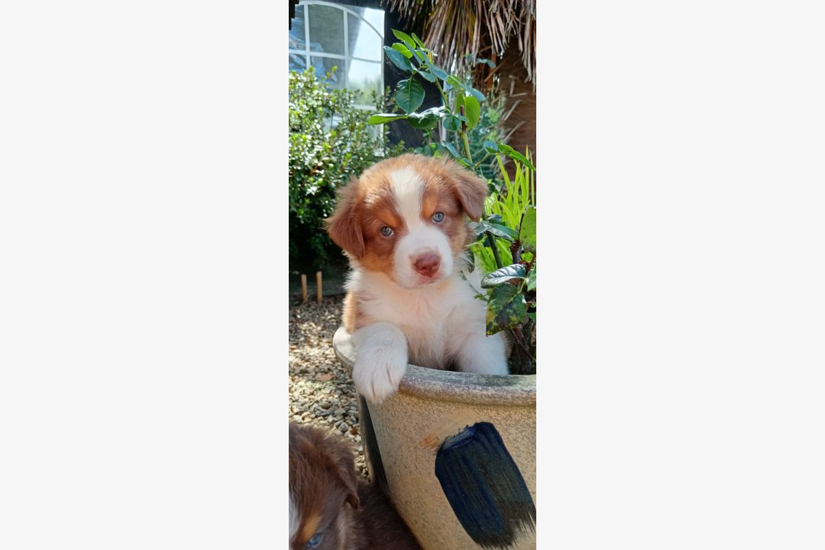 Chiots apparence berger australien  - 161034_5433b061ebcb5528b70274c5638d9423.jpg