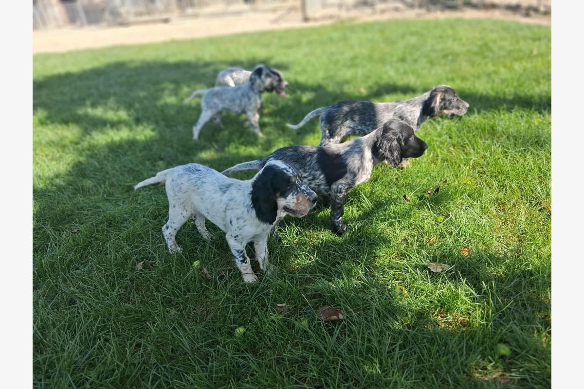 Chiots SETTERS ANGLAIS mâles LOF - 161038_035c2a7fe2b3d701bde3894f3eb81109.jpg