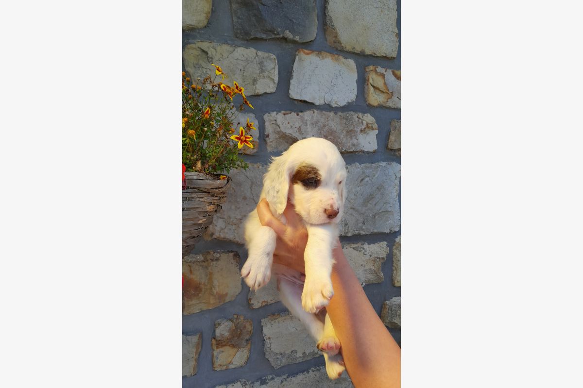 Chiots race setter anglais LOF - 161785_6554092495ed7b41307b6e16343eaf68.jpg
