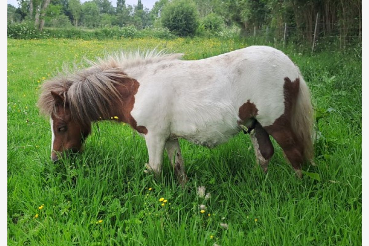 Av mini shetland  - 162500_61800ef765b5af73bb94e95cb378c6ce.jpg
