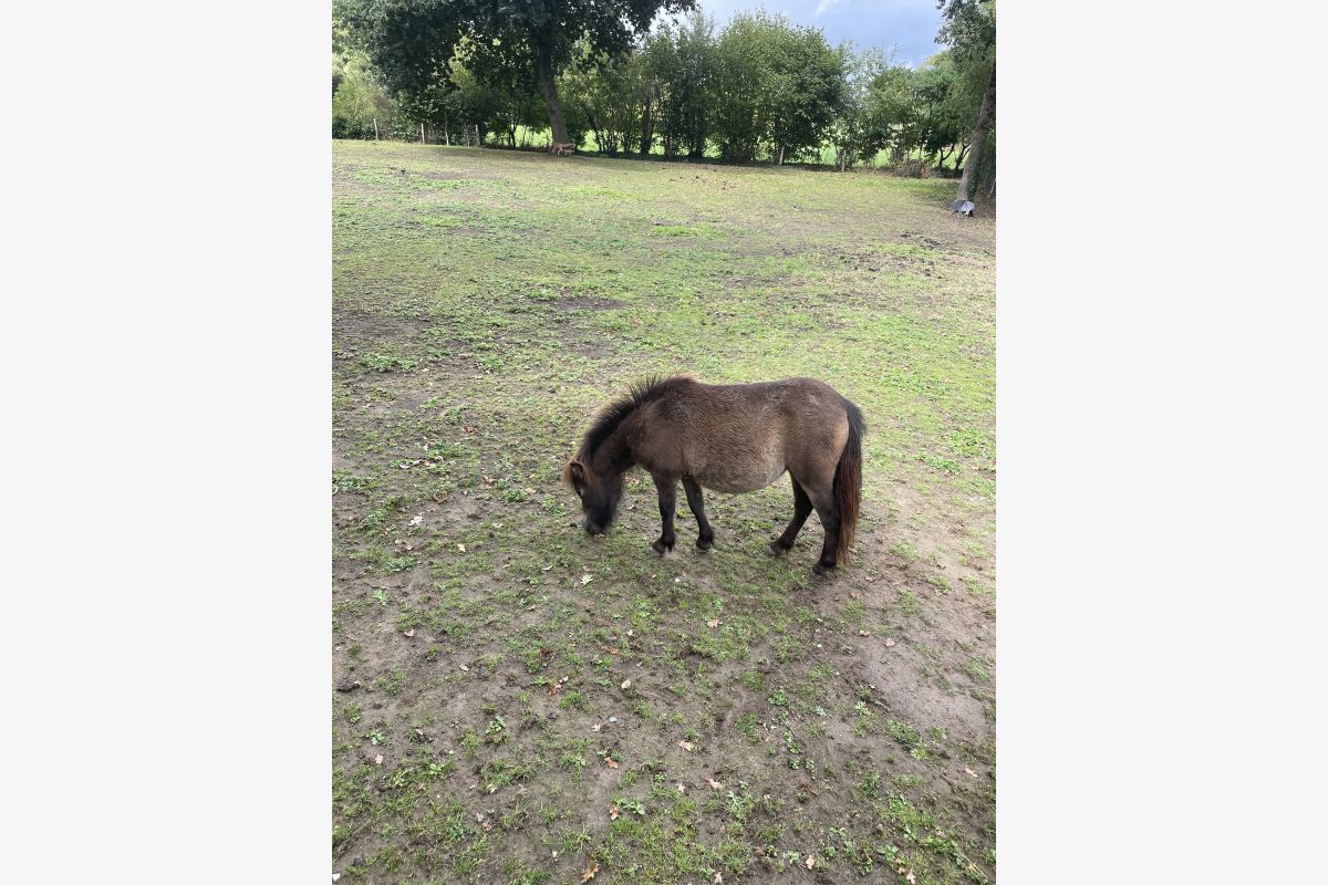 Photo 1 petite ponette adulte 
