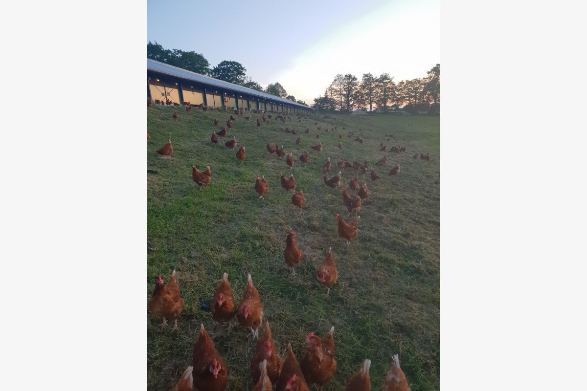 Photo 1 Vente de poules pondeuses de réforme