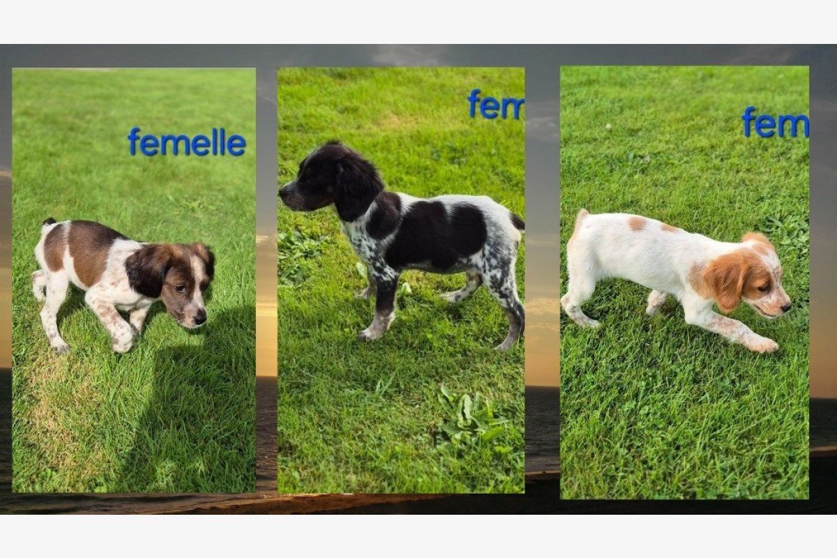 Photo 1 Chiots type épagneul breton