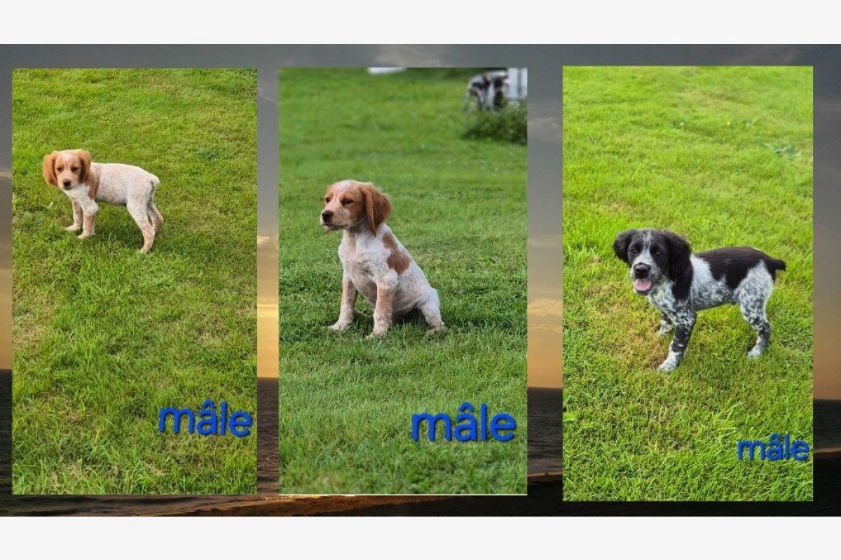 Chiots type épagneul breton - 162702_a5c3f391e5037873172f773b199c74c9.jpg