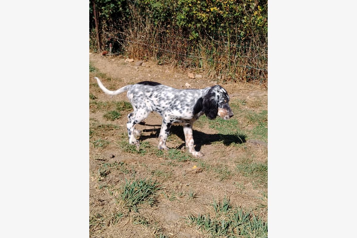 Photo 1 Chiots race setter anglais 