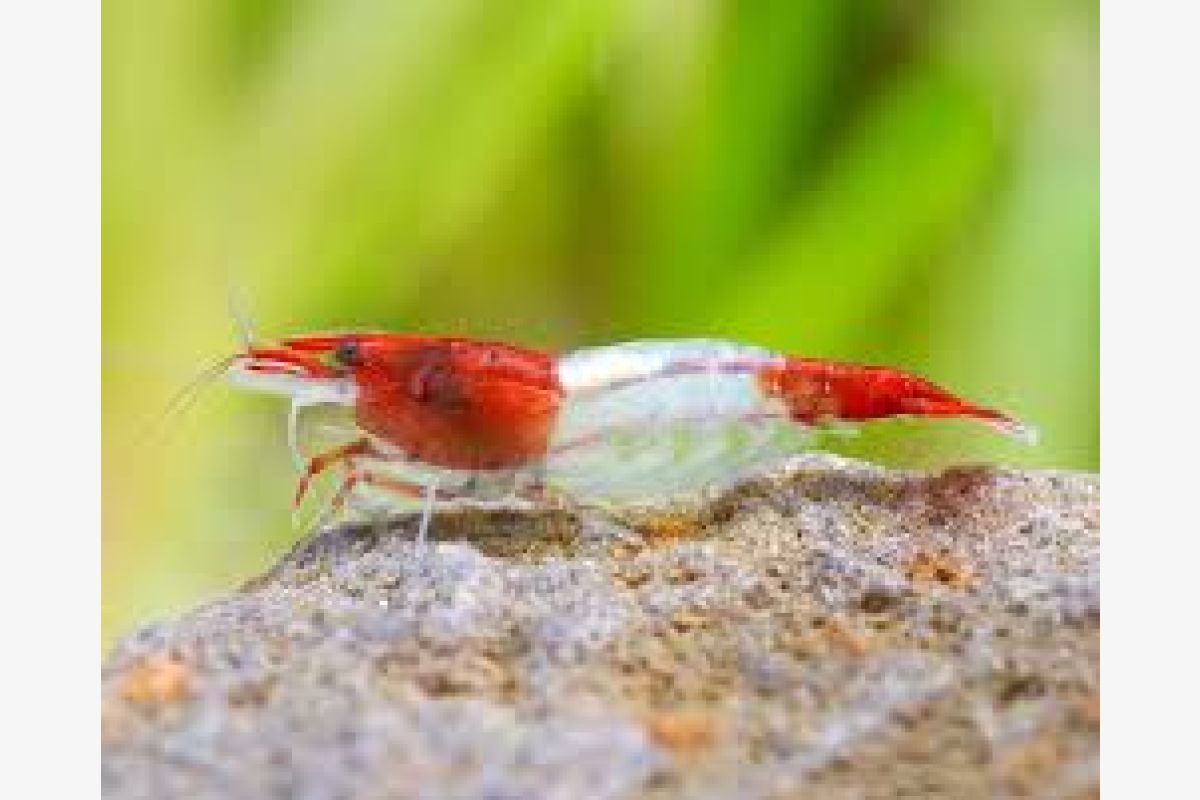 Aquarium - crevettes caridina pour aquarium - 162809_6971165f3cc366390ac16dc46b0e1dd2.jpg