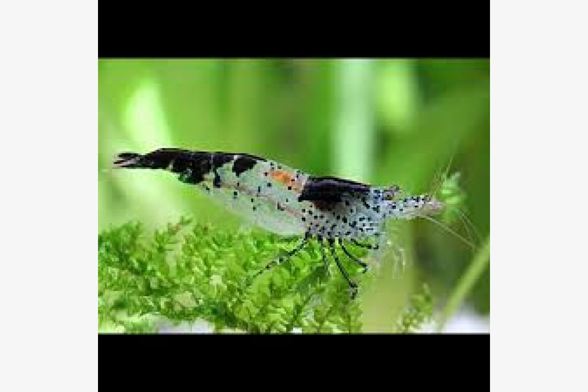 Aquarium - crevettes caridina pour aquarium - 162809_ccdaeadf1088e5f59f4fb7e7dc173c55.jpg
