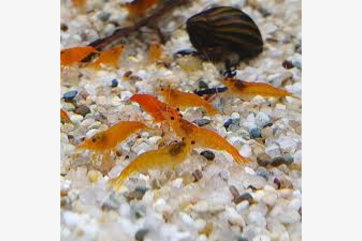 Photo 1 Aquarium - crevettes caridina pour aquarium