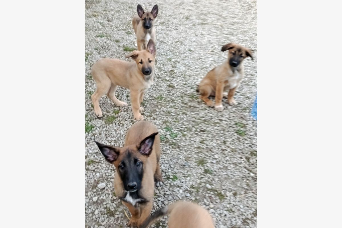 Photo 1 Apparence malinois