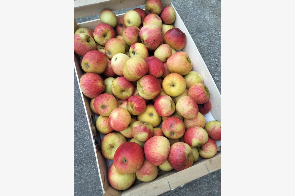 Photo 1 Vends pommes 