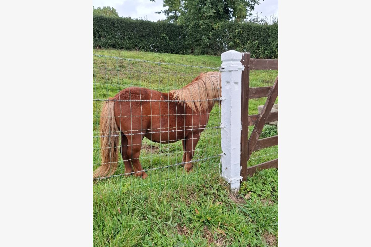 Poney Shetland - 163666_3c011e0bf89cea31a05e49dae0d7661c.jpg