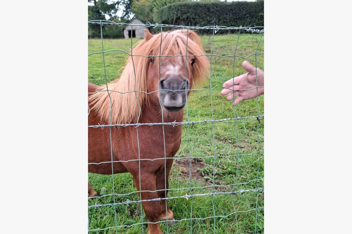 Poney Shetland - 163666_b561c79e595f1d1a9e0abff42ba66a6c.jpg