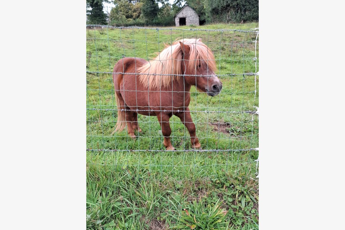 Photo 1 Poney Shetland