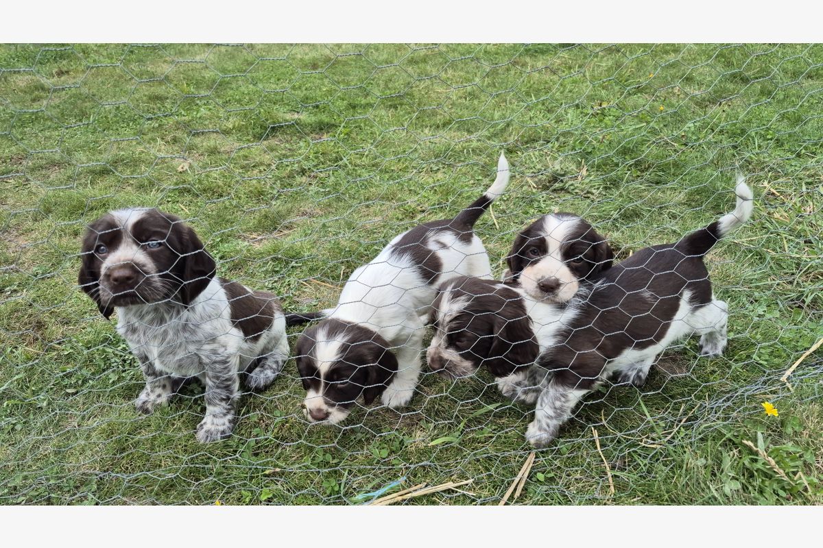 Chiots apparence springer spaniel. Petit prix  nés le 02 août 2025  - 163679_287718f57b2abb533320a3872dd97f87.jpg