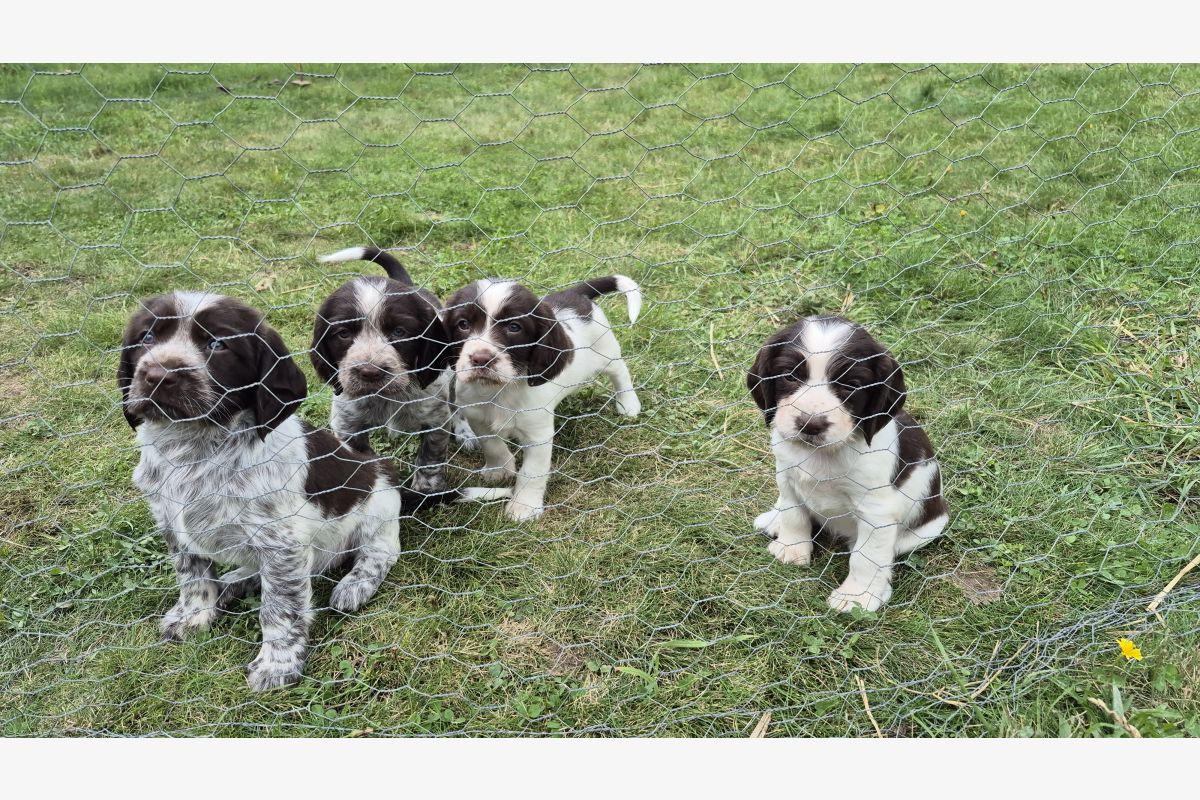 Photo 1 Chiots apparence springer spaniel. Petit prix  nés le 02 août 2025 