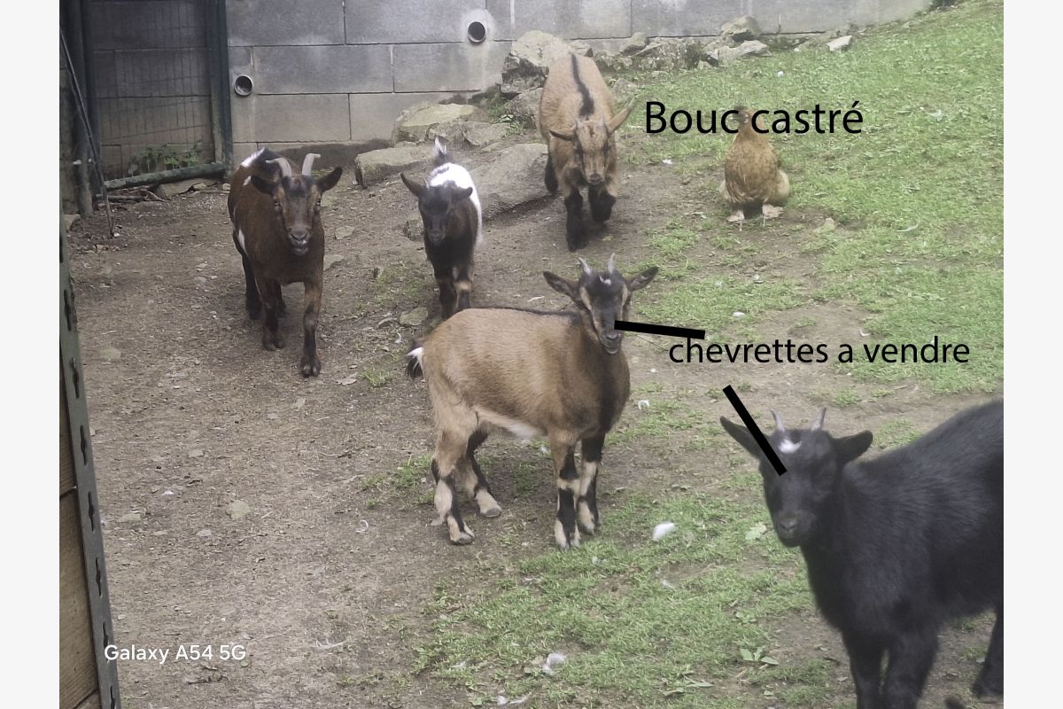 Photo 1 Chèvres naines