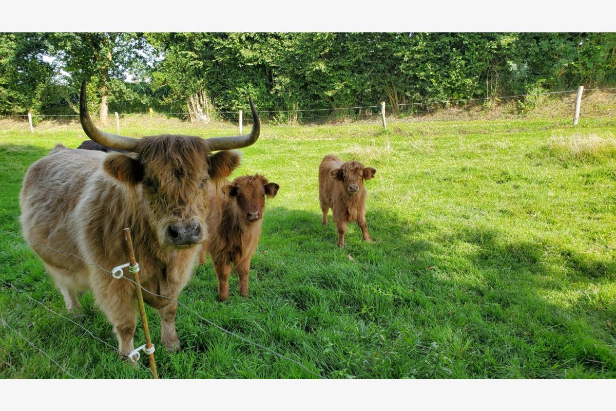 Vends vaches et veaux highland - 164026_0b4fc224ca0c2a9b07afaada0e8768c2.jpg