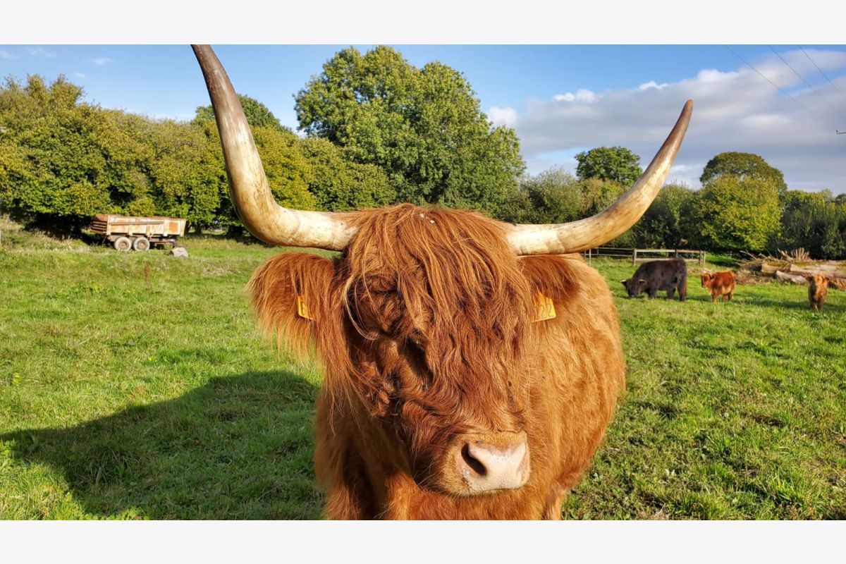 Photo 1 Vends vaches et veaux highland