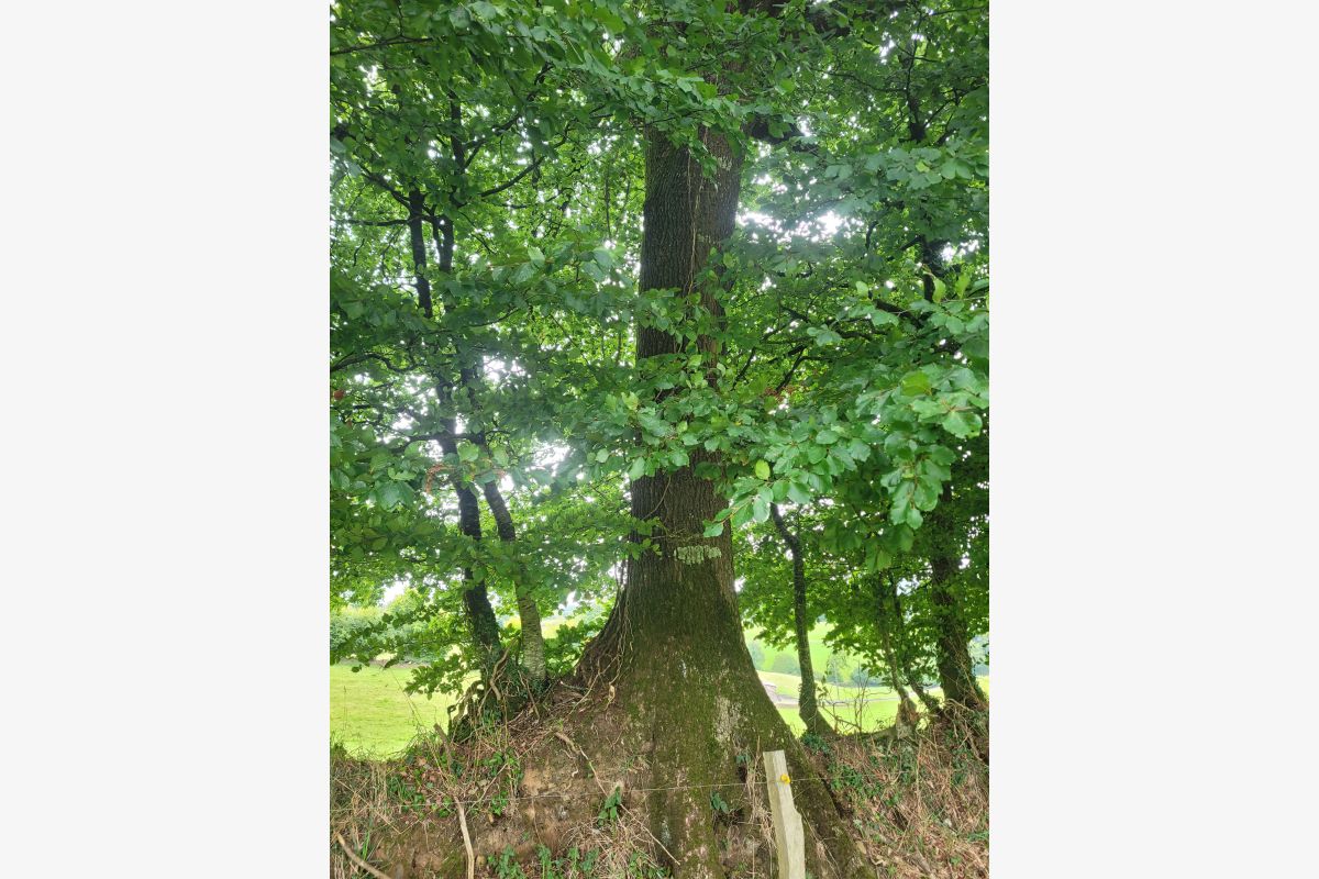 Photo 1 Bois de chauffage