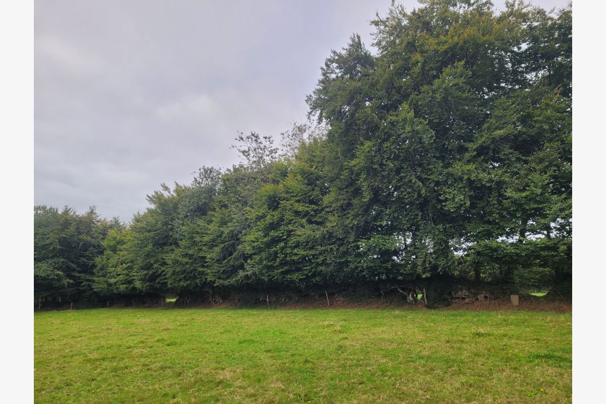 Bois de chauffage - 164428_67178db9b3167351525509f0249c6529.jpg