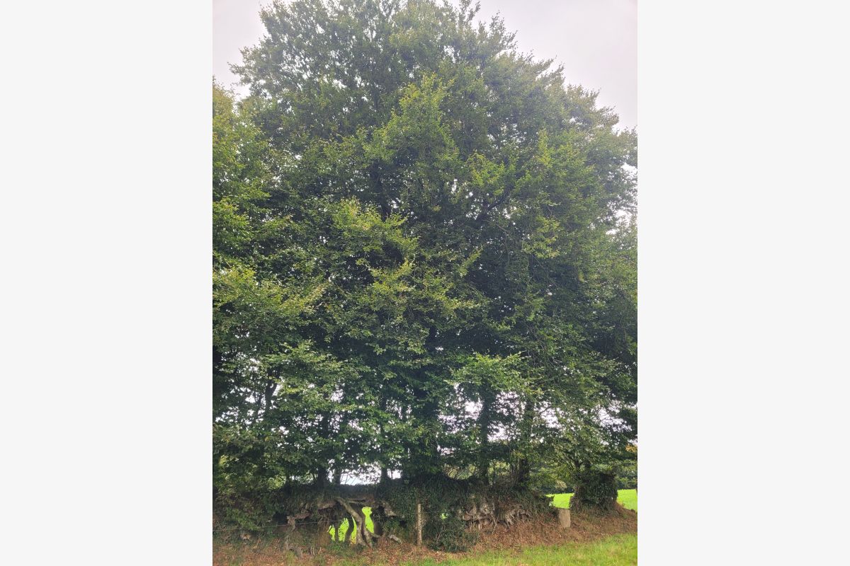 Bois de chauffage - 164428_882d4e7c67d62983517259240e26758e.jpg