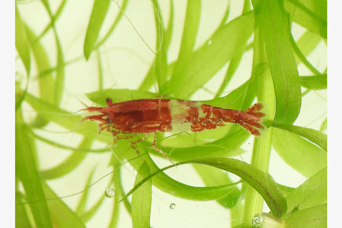 Aquarium -  10 crevettes caridina pour aquarium - 164498_2bdb4672f45410f9025adfa7ecee6677.jpg