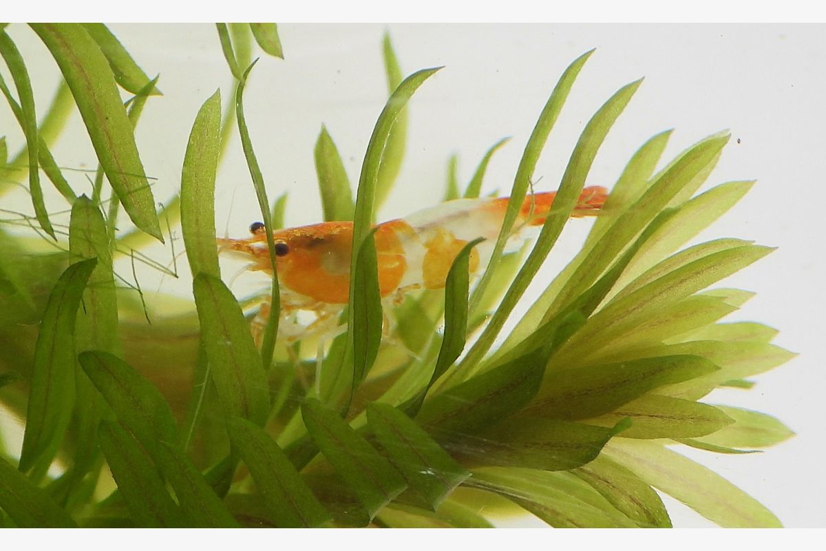 Photo 1 Aquarium -  10 crevettes caridina pour aquarium