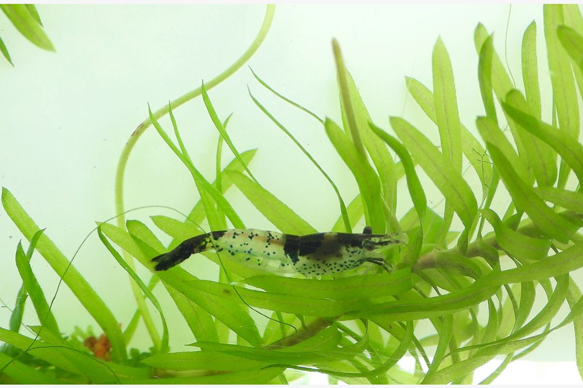 Aquarium -  10 crevettes caridina pour aquarium - 164498_58f4e84747dd6b9d2406d5b1a8215b70.jpg