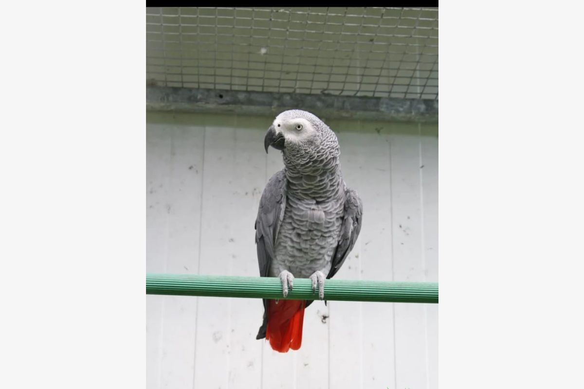 Perroquet gris du Gabon - 164530_dd2d736de9ea2dd6fc4d2781823221d7.jpg