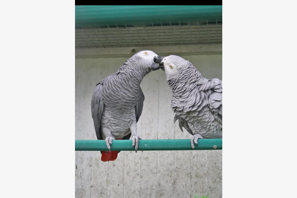 Perroquet gris du Gabon - 164530_eb0fcb72bc59be86a888c5fe5dd3378d.jpg