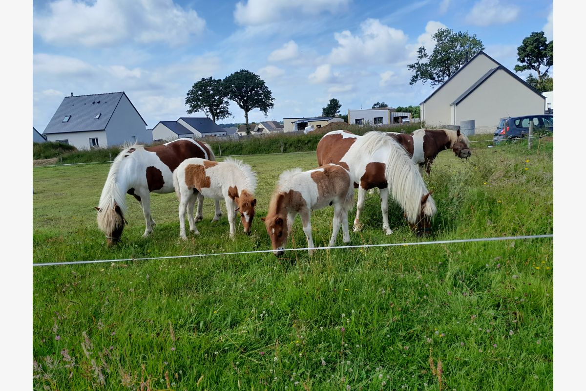 Photo 1 Poneys de l'année