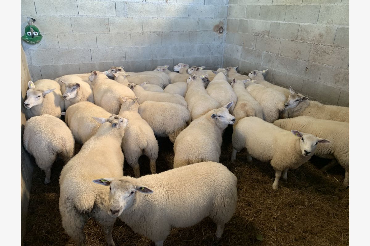 Photo 1 Moutons
