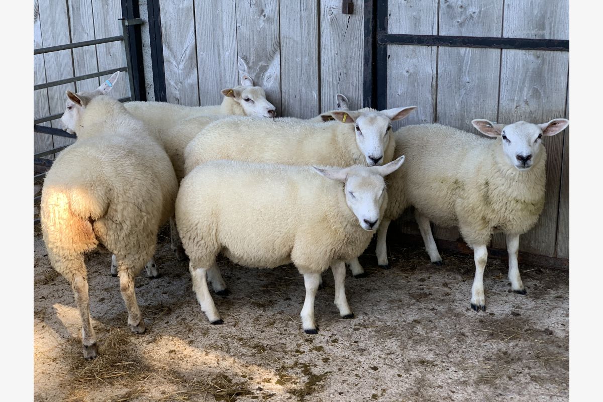 Moutons - 165023_4e415a07e02f6f96b7e5b378878002e2.jpg