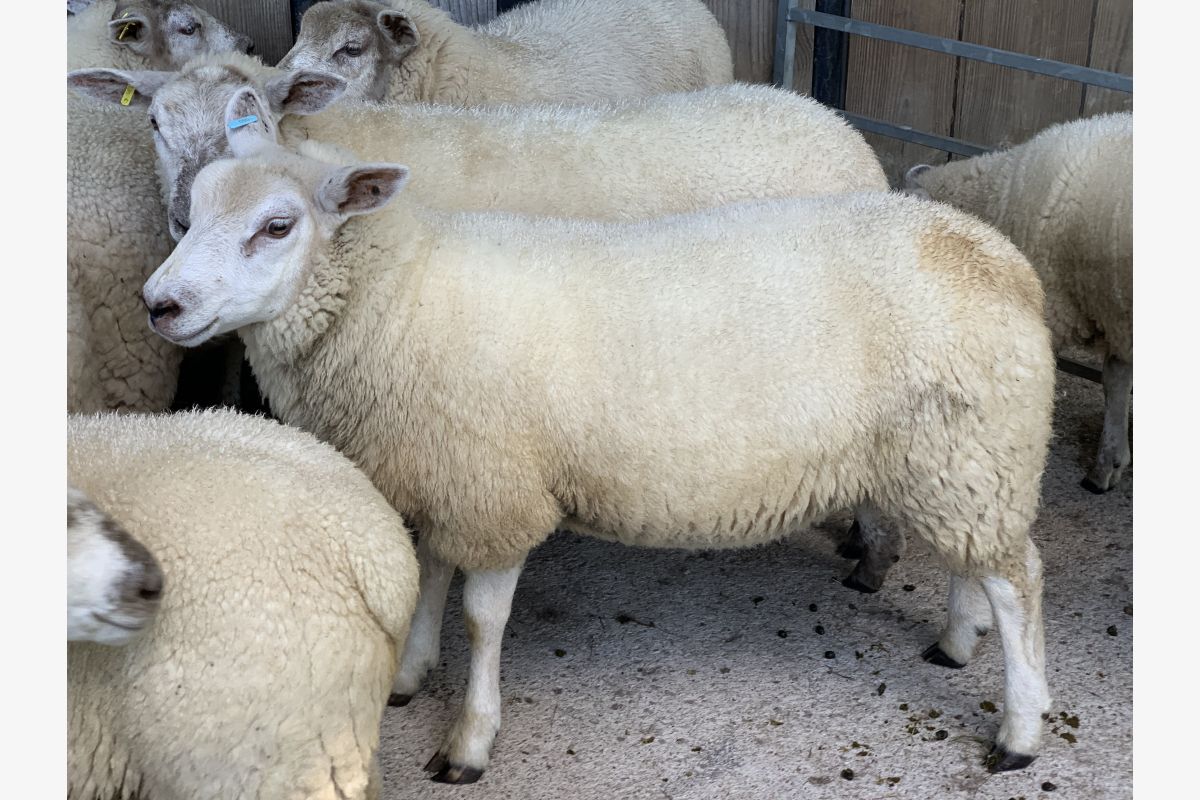Moutons - 165023_fdc8fcc4139c6904421ccd46ddc75dc0.jpg