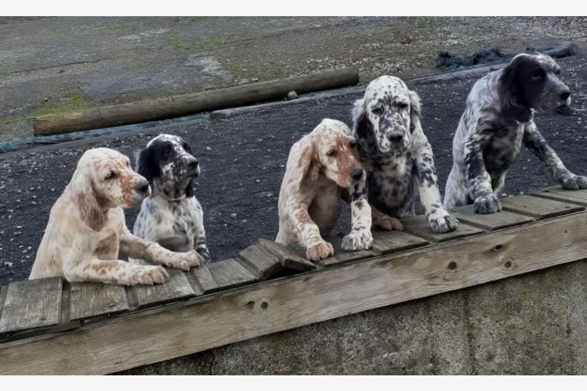 Photo 1 5 chiots, race setter anglais