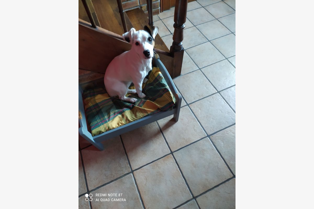 Photo 1 Petite chienne croisée jack russel et ratier