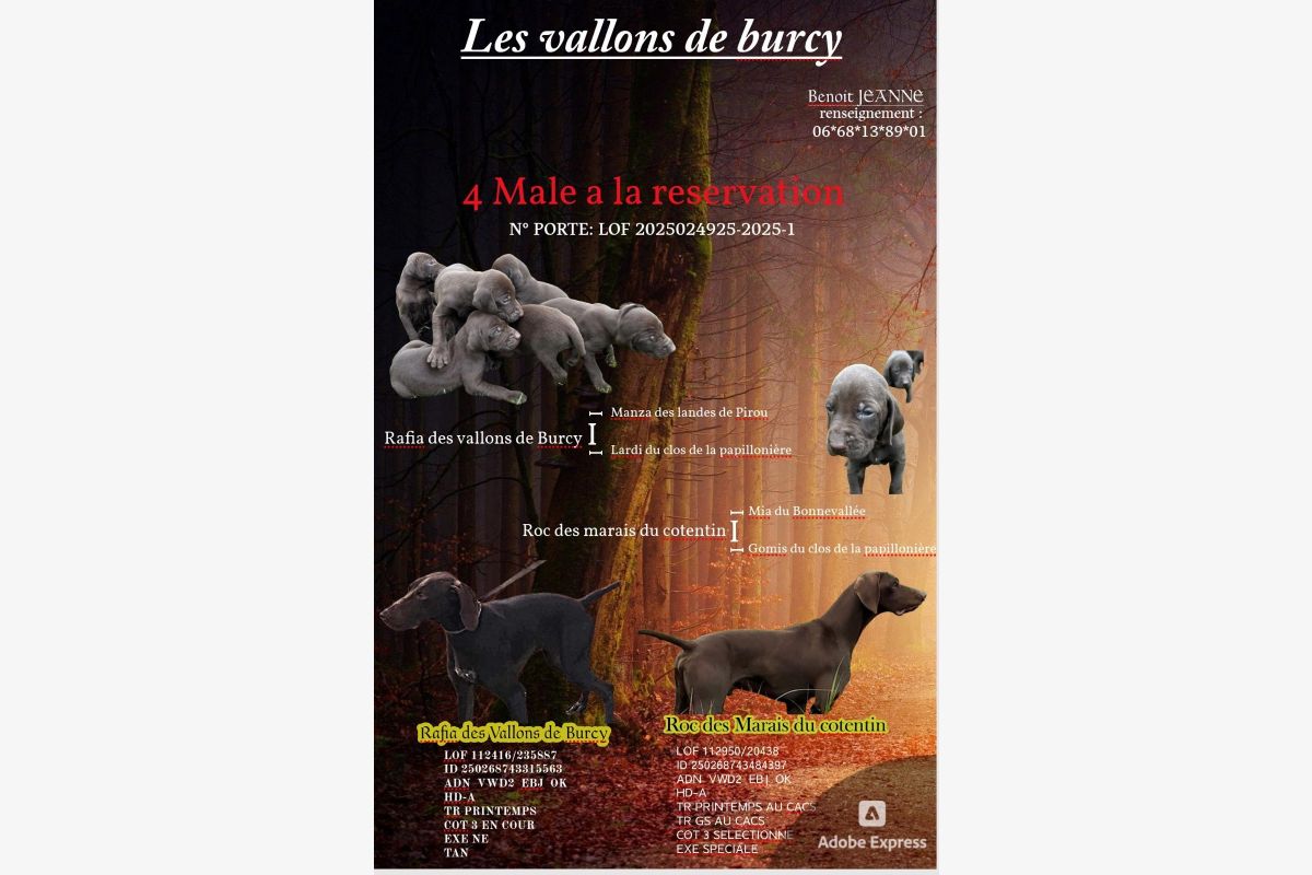 Photo 1 Chiot Braque allemand a poil court 