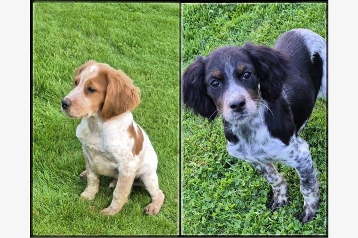 Photo 1 Chiots type épagneul breton 