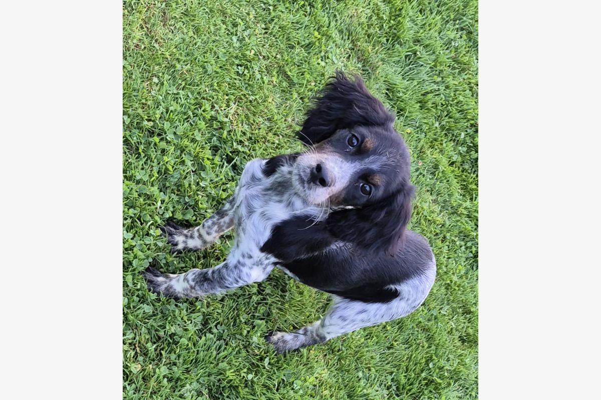Chiots type épagneul breton  - 165824_a2eb8504ea72067f5125c9b2b1f8a7c8.jpg