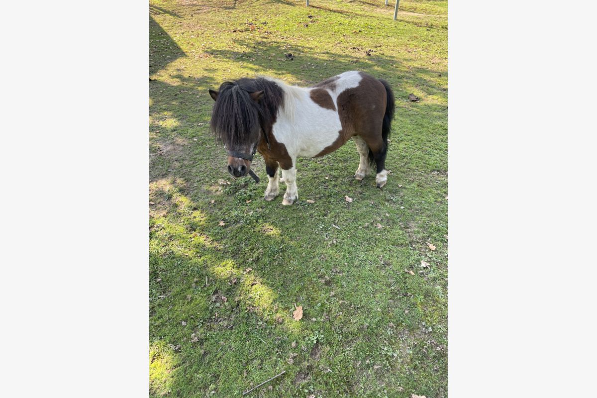 Photo 1 Petits poneys 