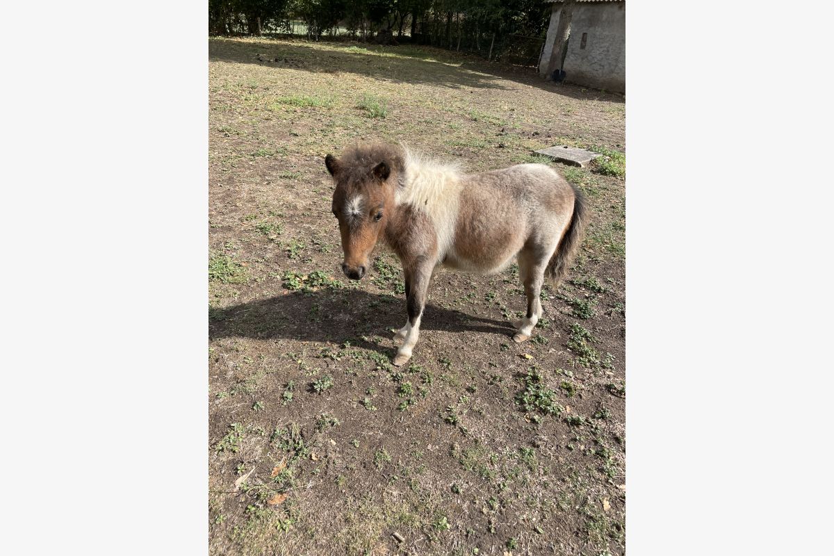 Petits poneys  - 166657_b86f595c64723b10894d285bea1d8e2f.jpg