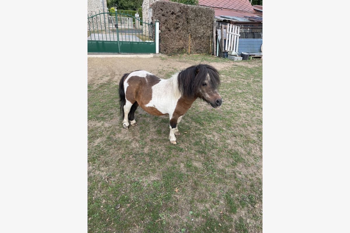 Petits poneys  - 166657_bfecfe1aea06bdbba42b2e1389058534.jpg
