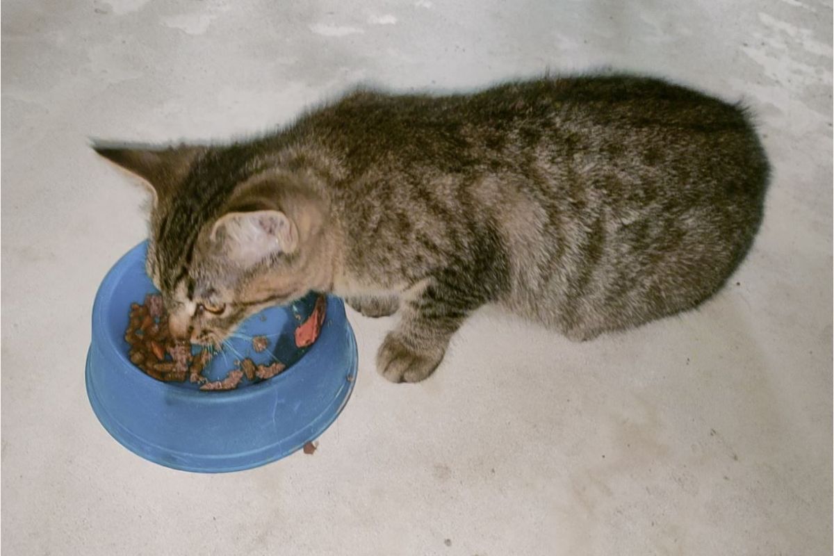 Photo 1 Un petit chaton