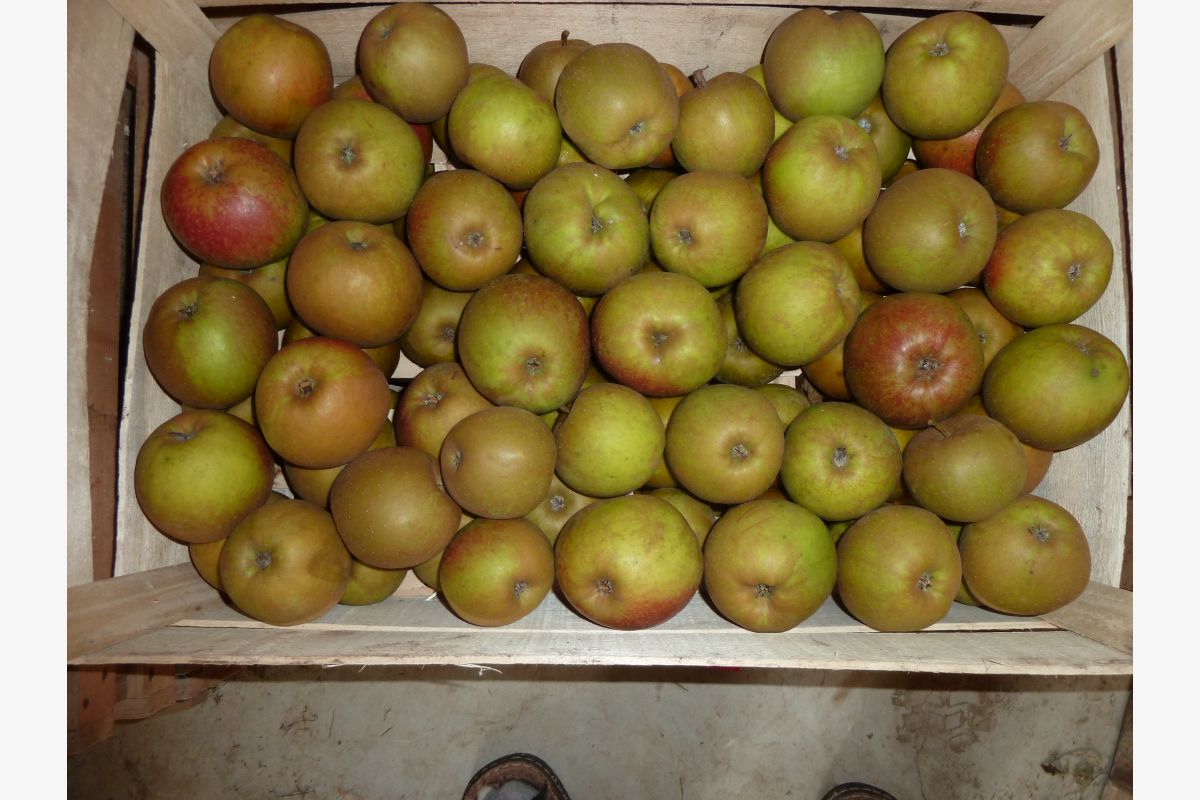 Pommes boskoop - 167193_96cf5208ab0ef61b7e56ce07d7fad493.jpg