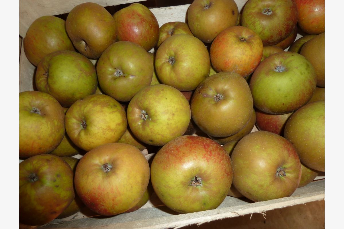 Photo 1 Pommes boskoop