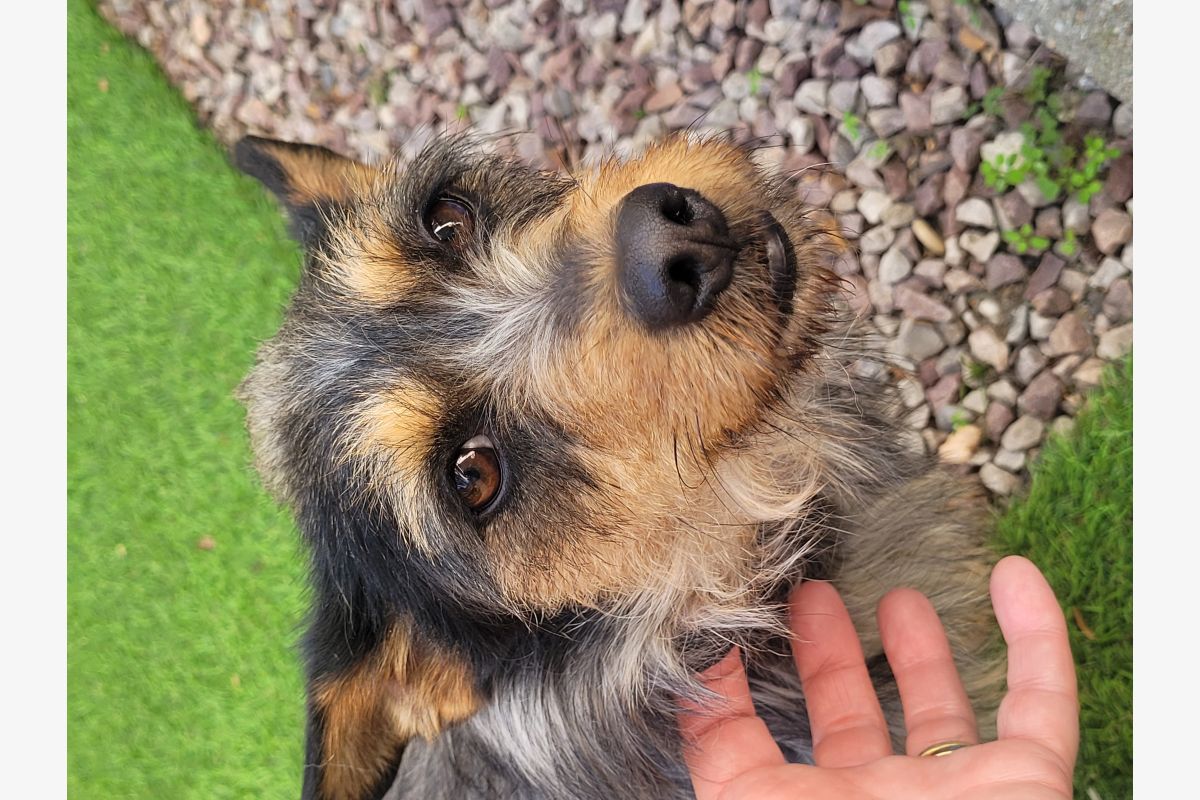 Perdu petite chienne - 167380_42280e6740e5a70f739aa9c241918b53.jpg
