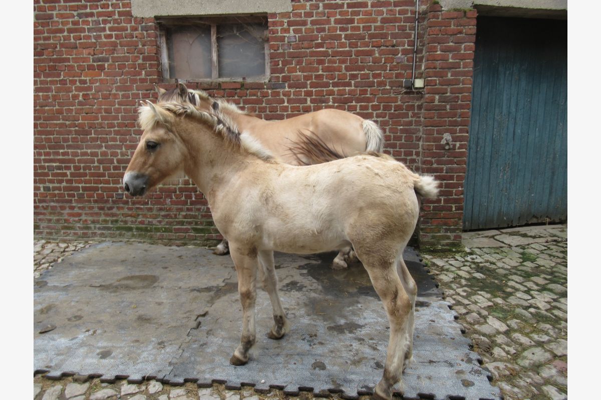 Chevaux fjord - 168019_dfb2f10ecd8328aec79d658ef65dcfb0.jpg