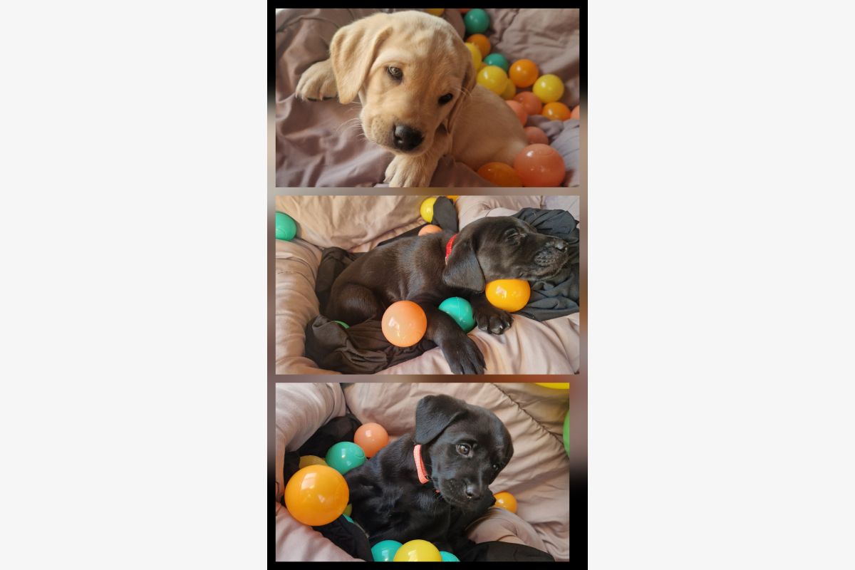 Race labrador  - 168027_3eb7379be5c9246f87403ce343bb08d6.jpg